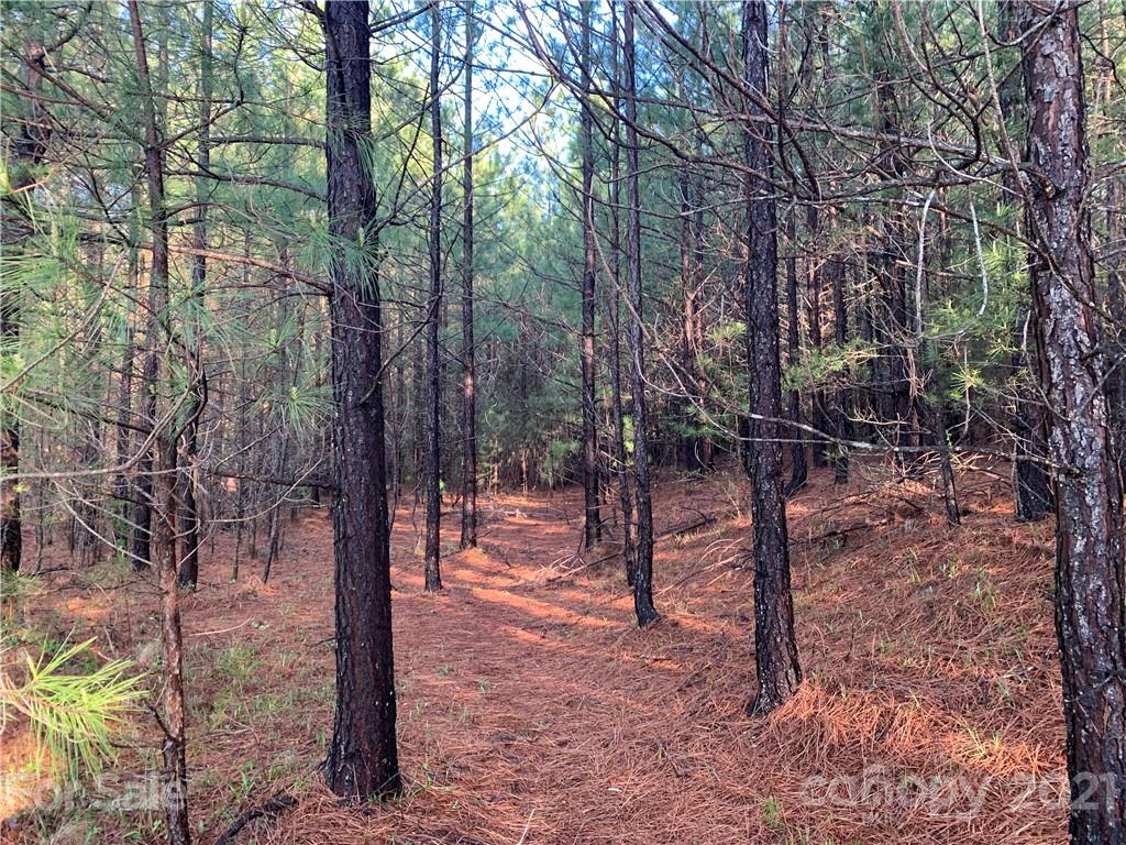 999 Green River Cove Road, Unit 15 Mill Spring, NC 28756 - Photo 3 of 3 a view of a forest