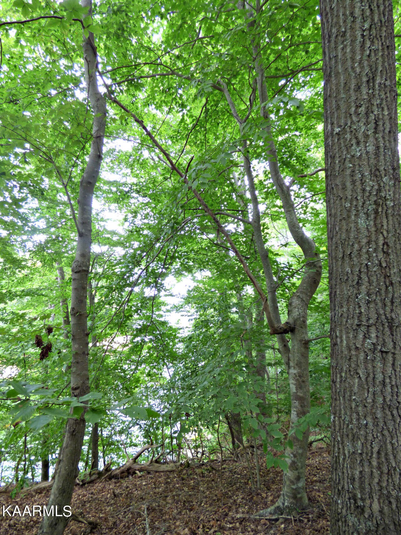 21 Woods Ridge Road Dandridge, TN 37725 - Photo 24 of 25 Gallery Image 24