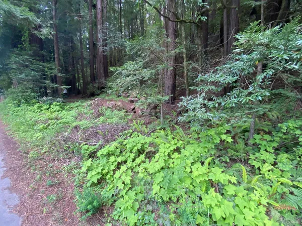 a view of a garden with large trees