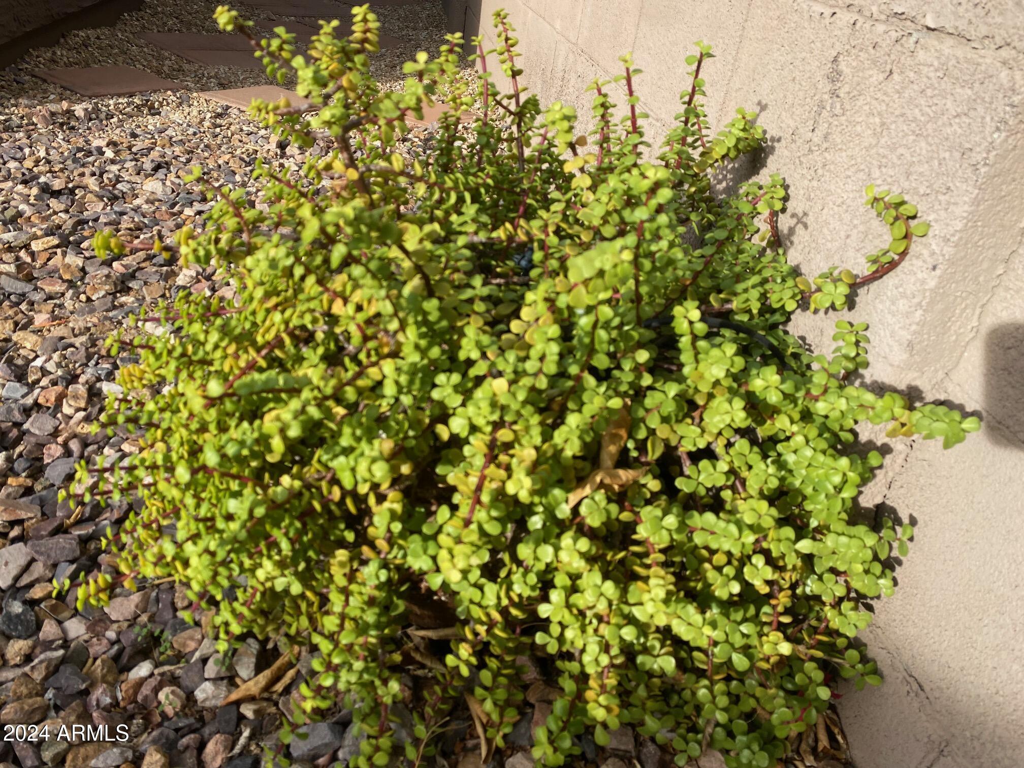 2605 West Florentine Road Phoenix, AZ 85086 - Photo 25 of 45 Lush Plants