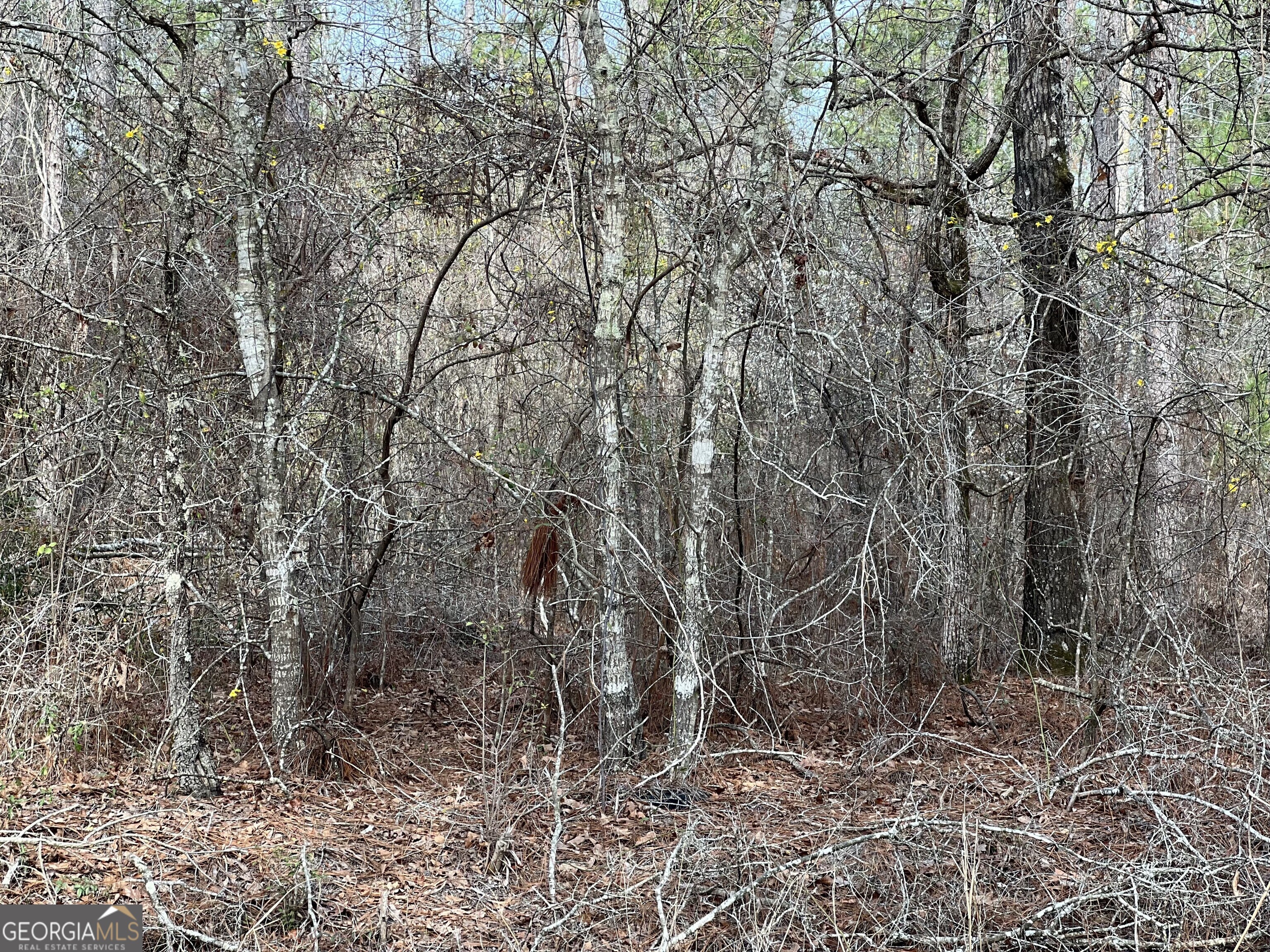 0 Busby Road Statesboro, GA 30461 - Photo 9 of 9 a backyard of a house with lots of trees