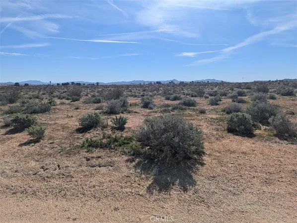 a view of a dry yard with trees