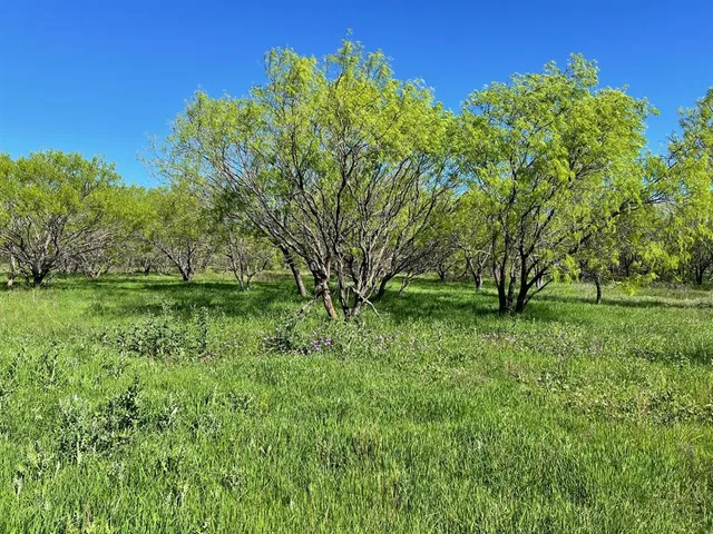 a view of a lush green forest
