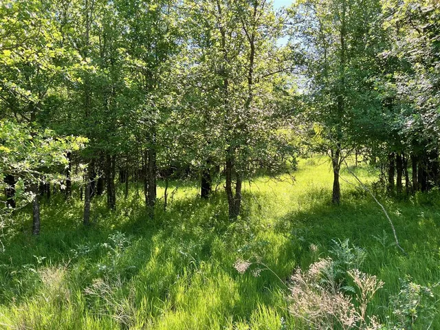 a view of a lush green space