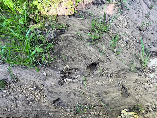 a backyard of a house with lots of plants