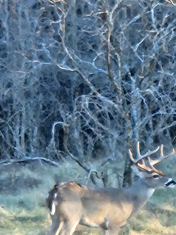 590 Comanche Tx 76442 Comanche, TX 76442 - Photo 6 of 36