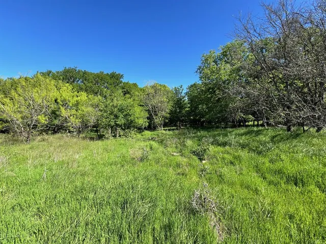 a view of a lush green space