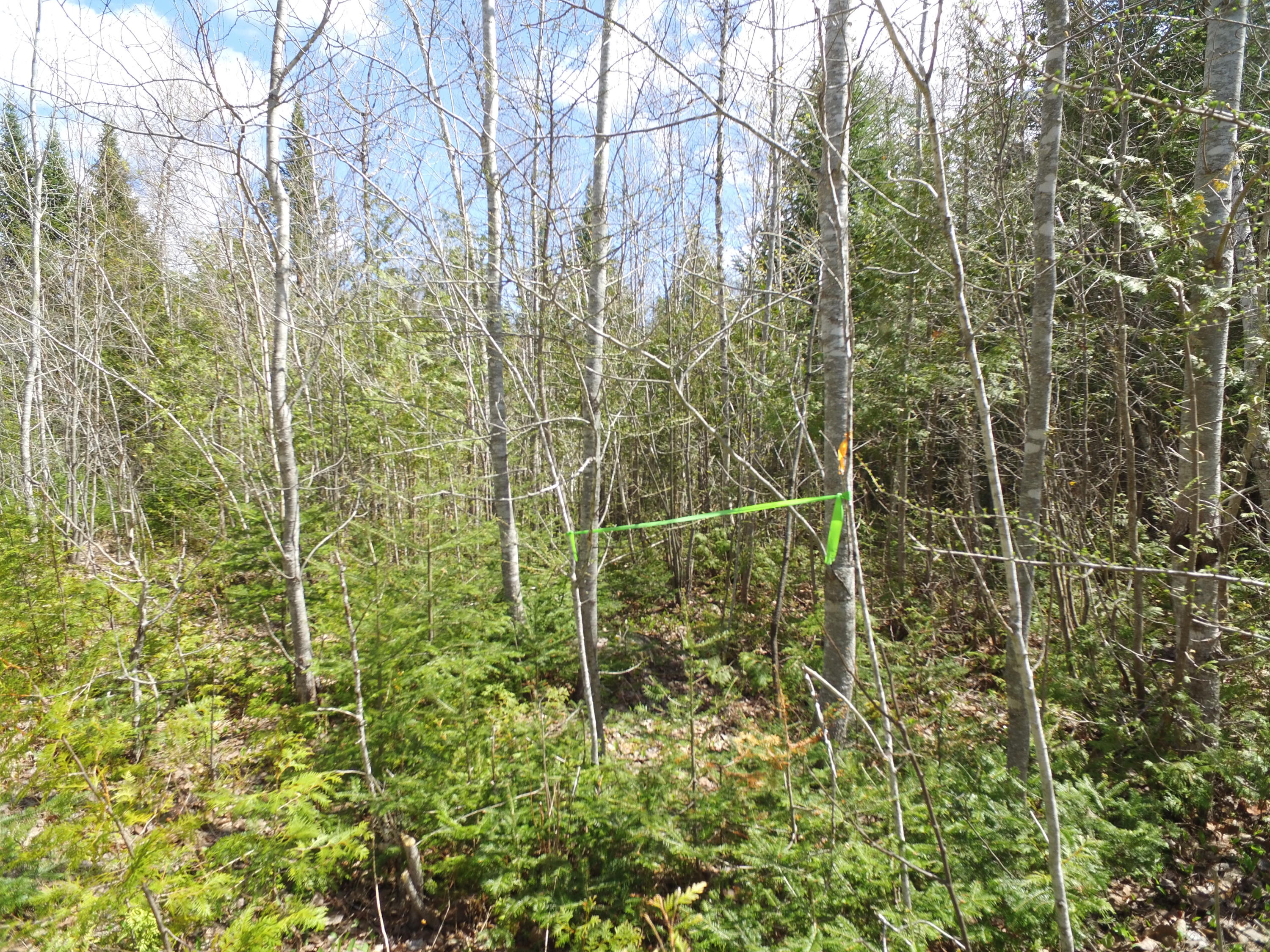 Lot 12 Off Lee Road Springfield, ME 04487 - Photo 23 of 23 DJI_0258