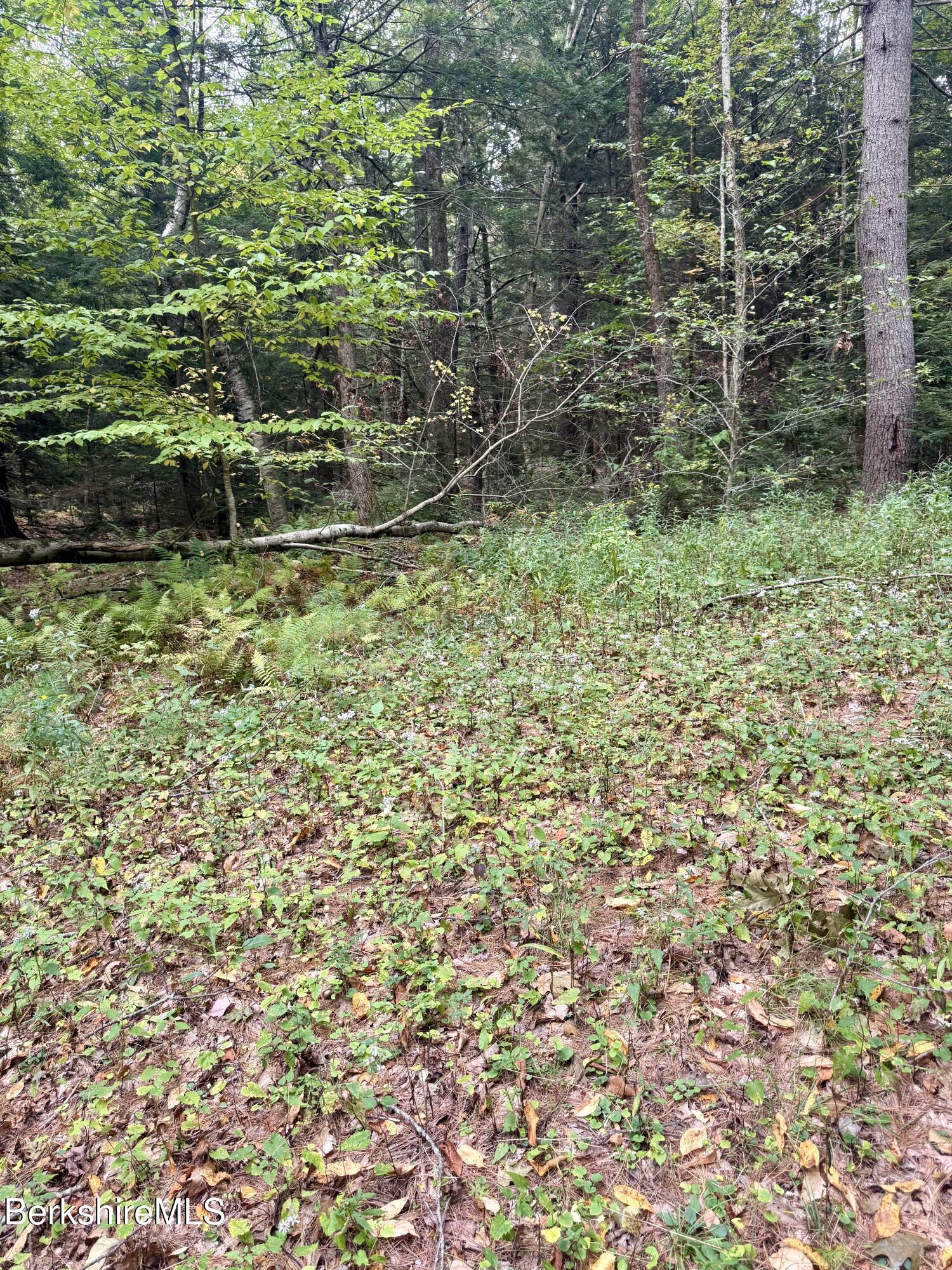 0 North Beech Plain Road Sandisfield, MA 01255 - Photo 8 of 13 IMG_4870