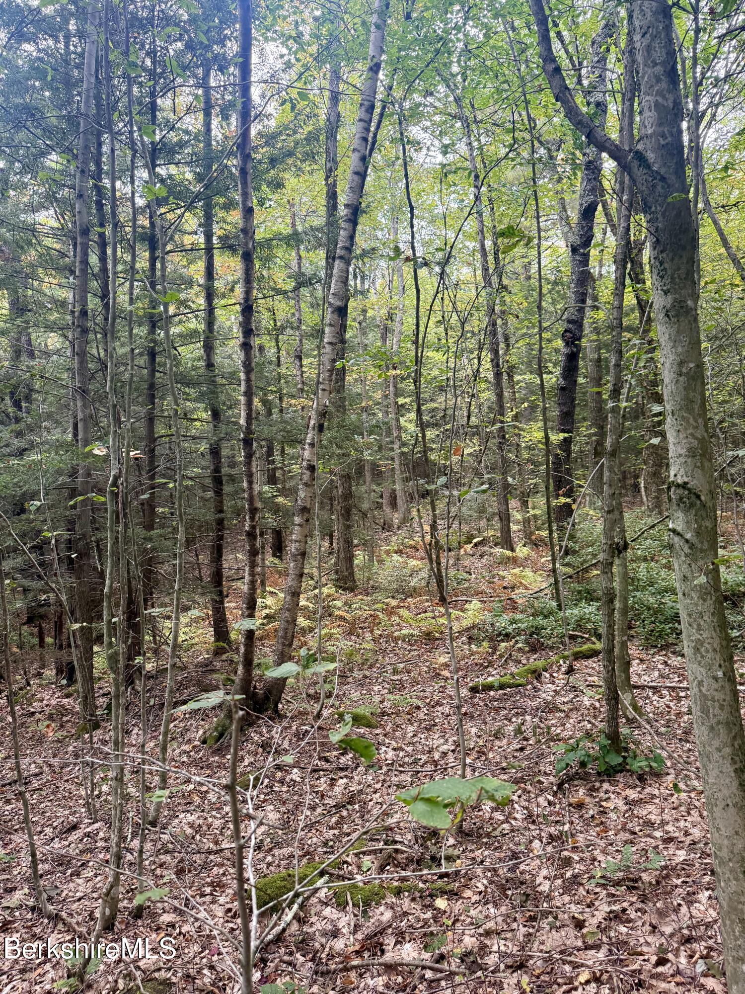 0 North Beech Plain Road Sandisfield, MA 01255 - Photo 10 of 13 IMG_4868