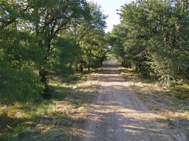 a view of a yard with plants and large trees