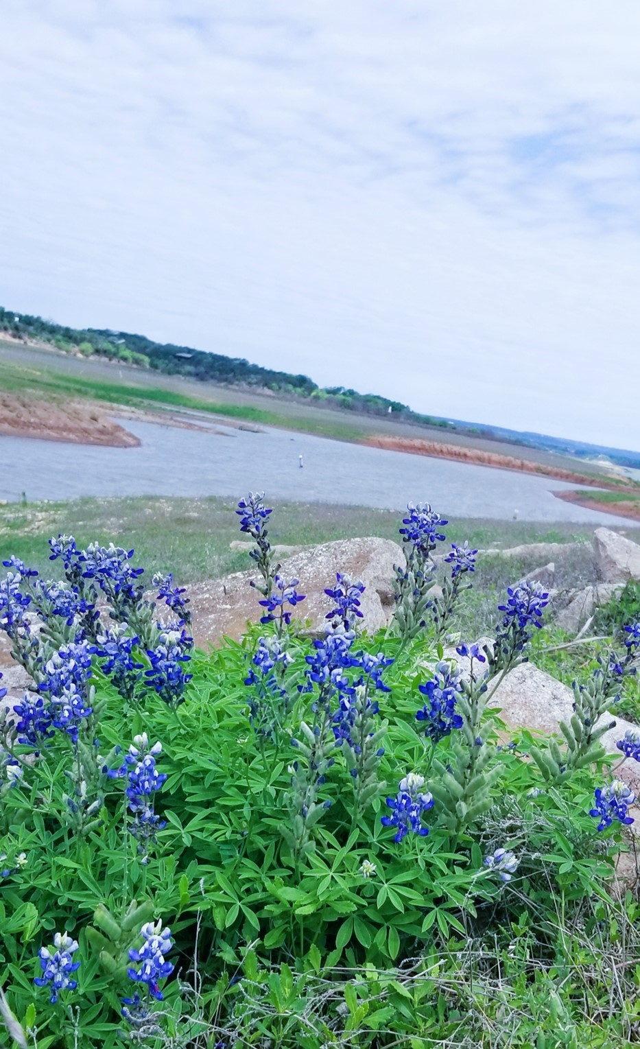 1033 Coventry Road Spicewood, TX 78669 - Photo 13 of 13 a view of a flower and a garden