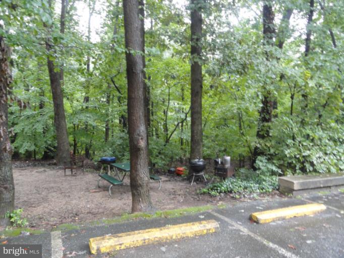 8620 Manchester Road, Unit 3 Silver Spring, MD 20901 - Photo 5 of 9 a view of a forest with trees