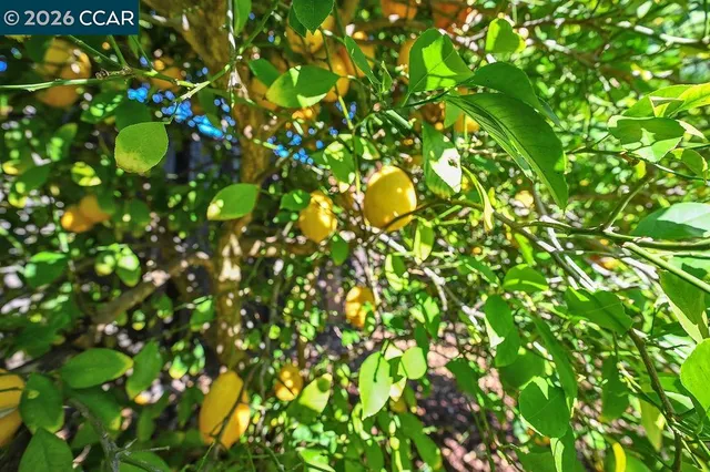 an aerial view of multiple houses with yard