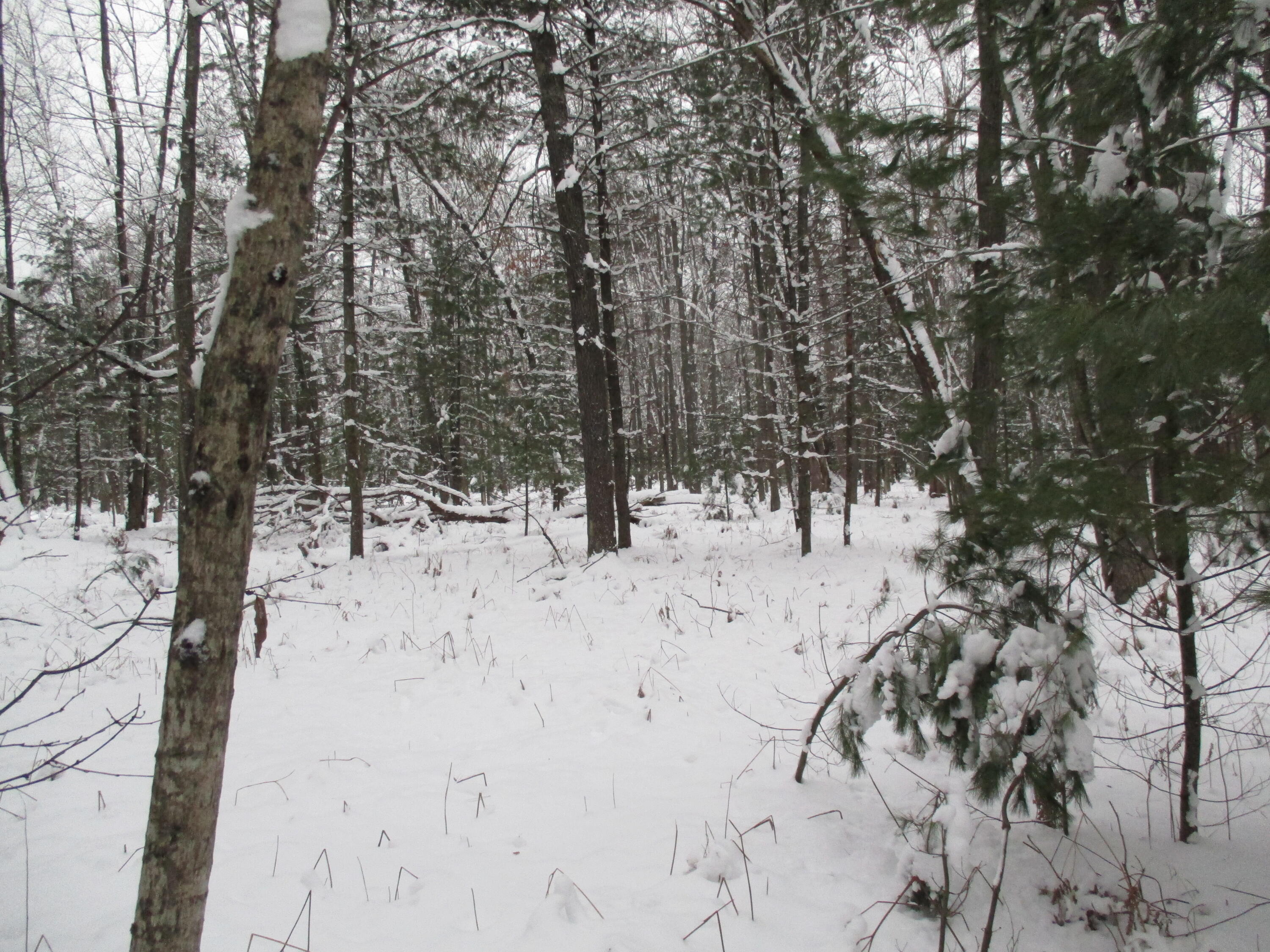 Trem Pal Road Grayling, MI 49738 - Photo 3 of 11 Gallery Image 3