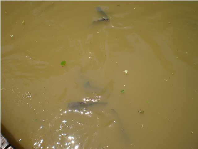 2770 Shinbone Valley Road Menlo, GA 30731 - Photo 57 of 88 Fish