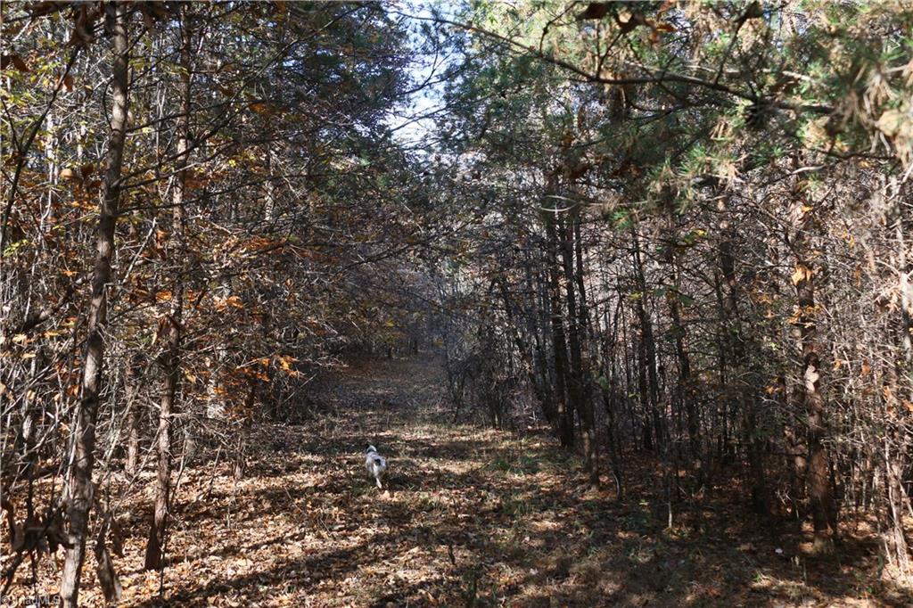 0 Steele Road, Unit 2 Sandy Ridge, NC 27046 - Photo 4 of 7 Gallery Image 4