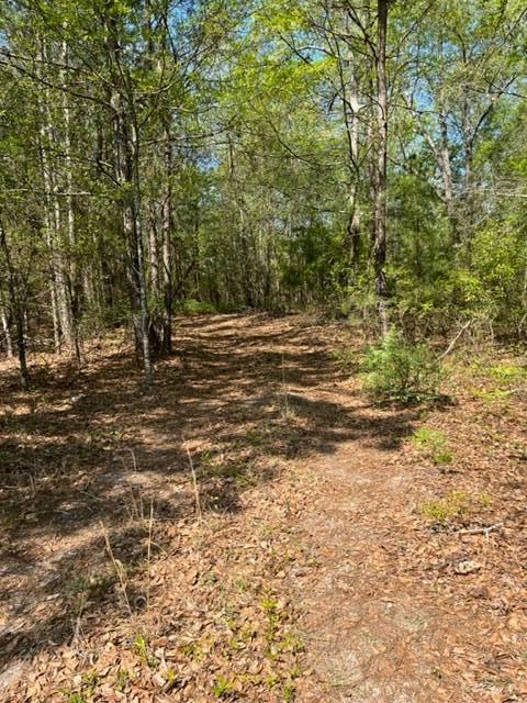 0 Boggy Gut Road Windsor, SC 29856 - Photo 1 of 2