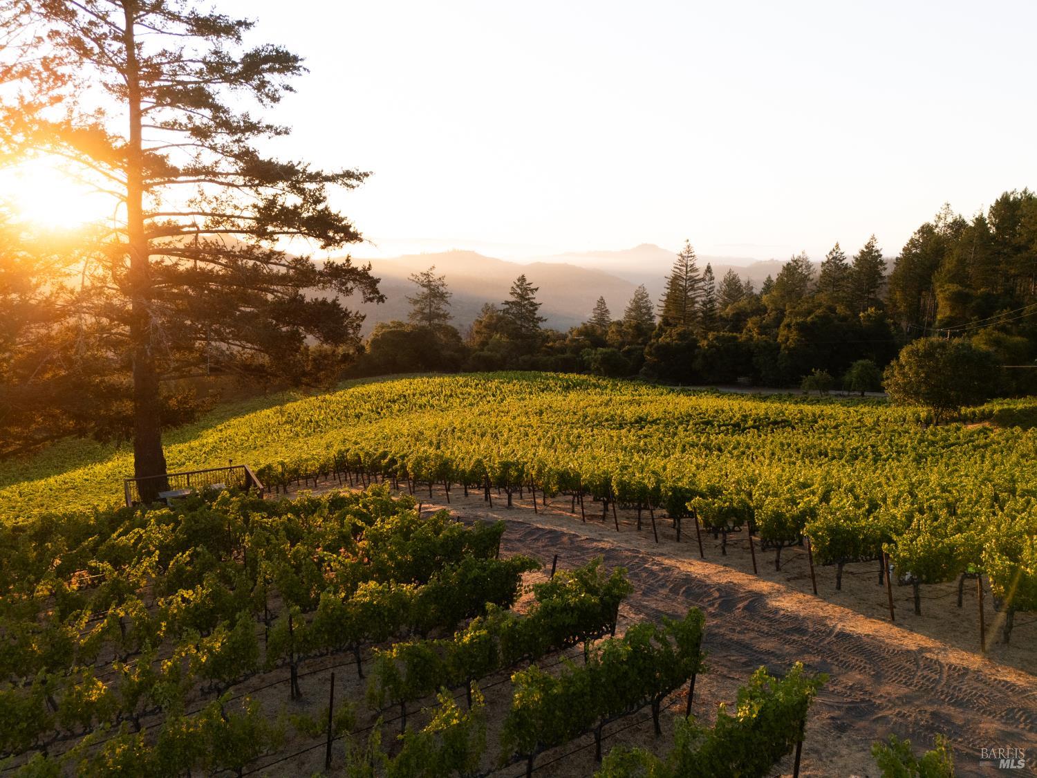 Located along Wall Road in the coveted Mount Veeder AVA