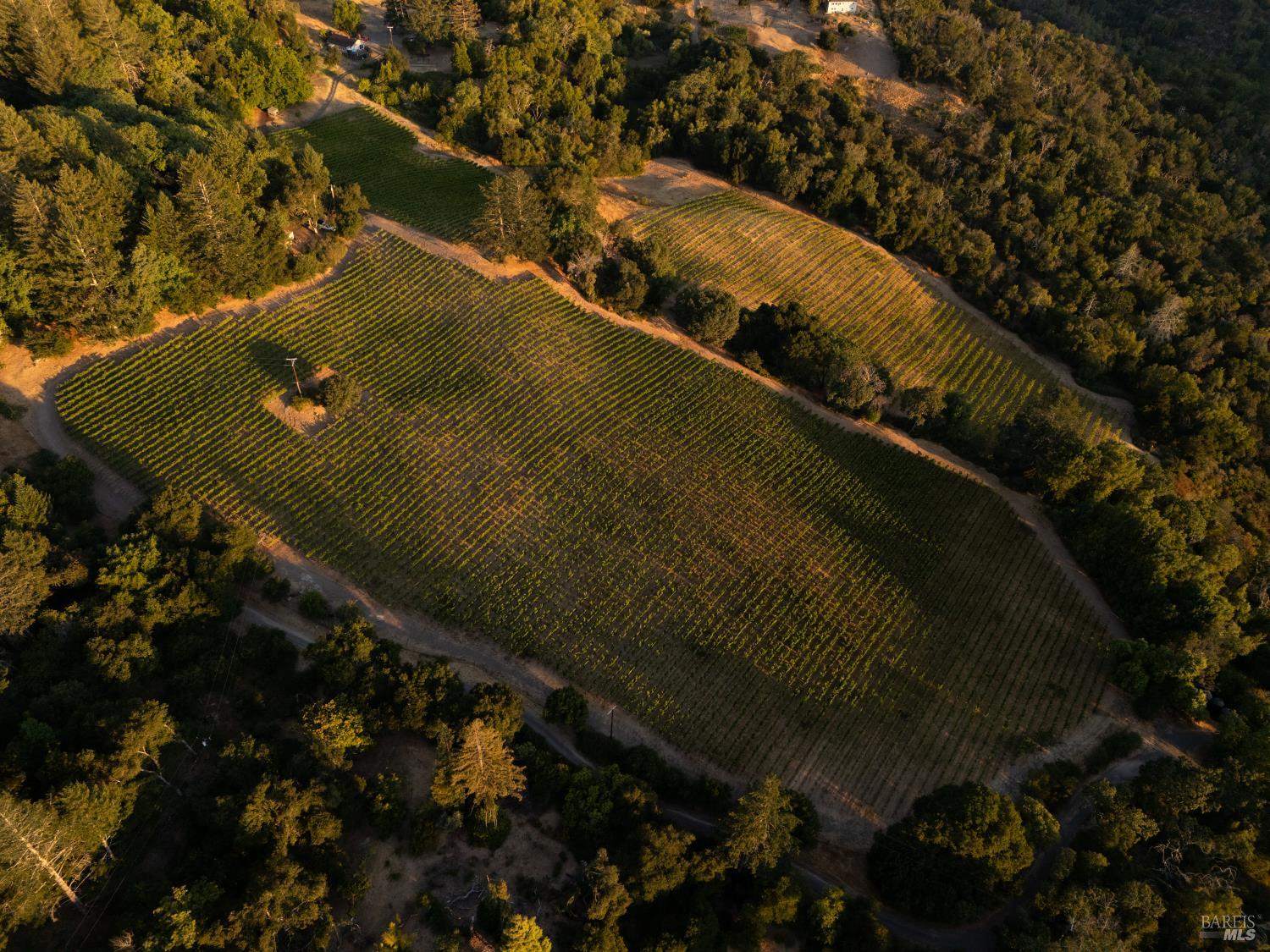 316 Wall Road Napa, CA 94558 - Photo 2 of 6 12.5+ acres planted to Cabernet Sauvignon, Malbec and Petite Verdot