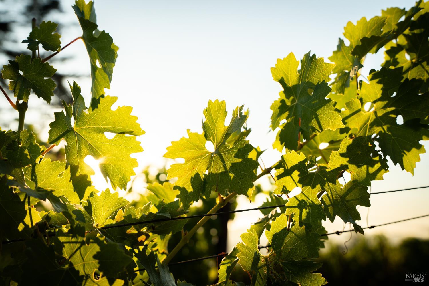 316 Wall Road Napa, CA 94558 - Photo 5 of 6