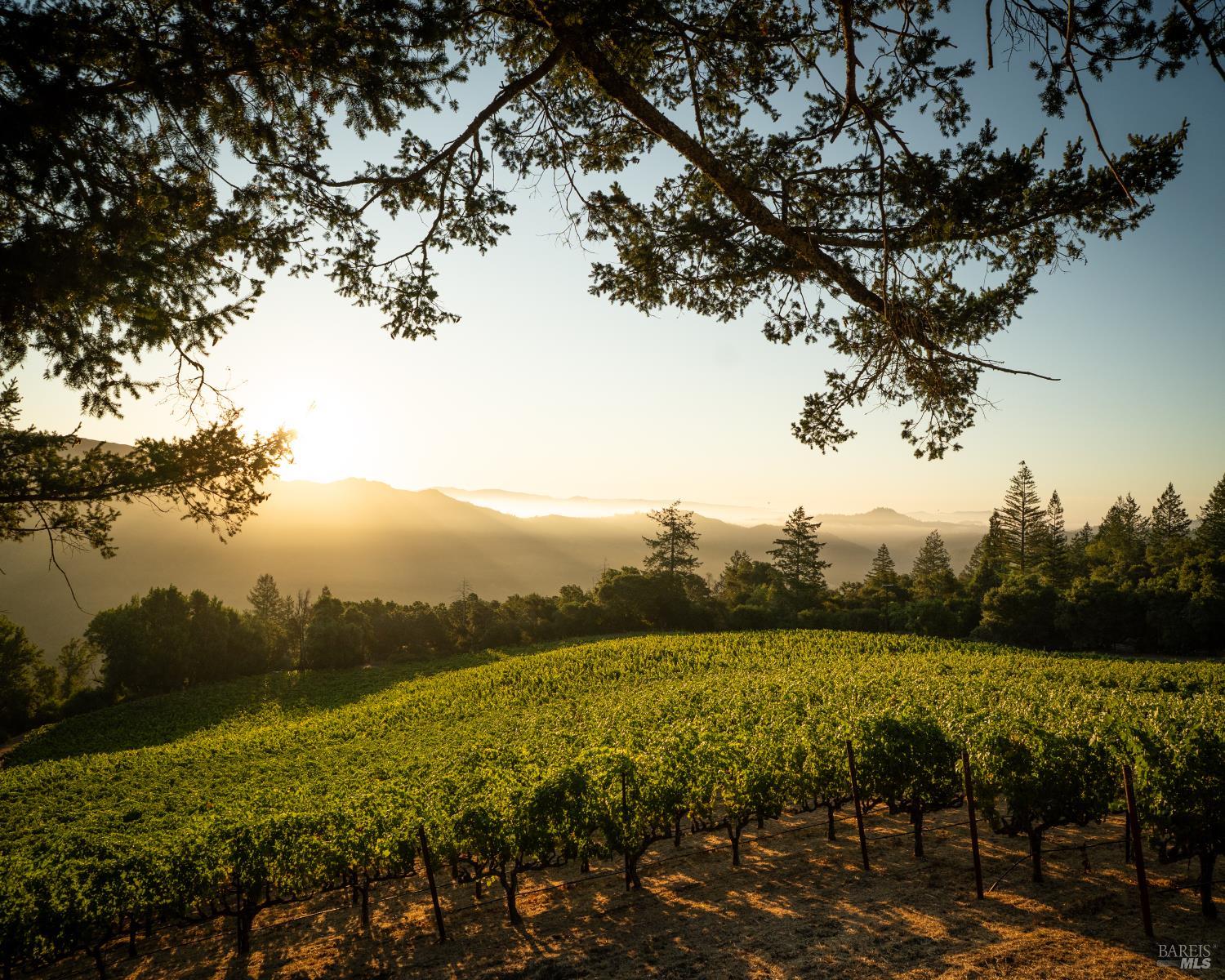 316 Wall Road Napa, CA 94558 - Photo 6 of 6 A view deck tucked into the vineyard catches sunrise.