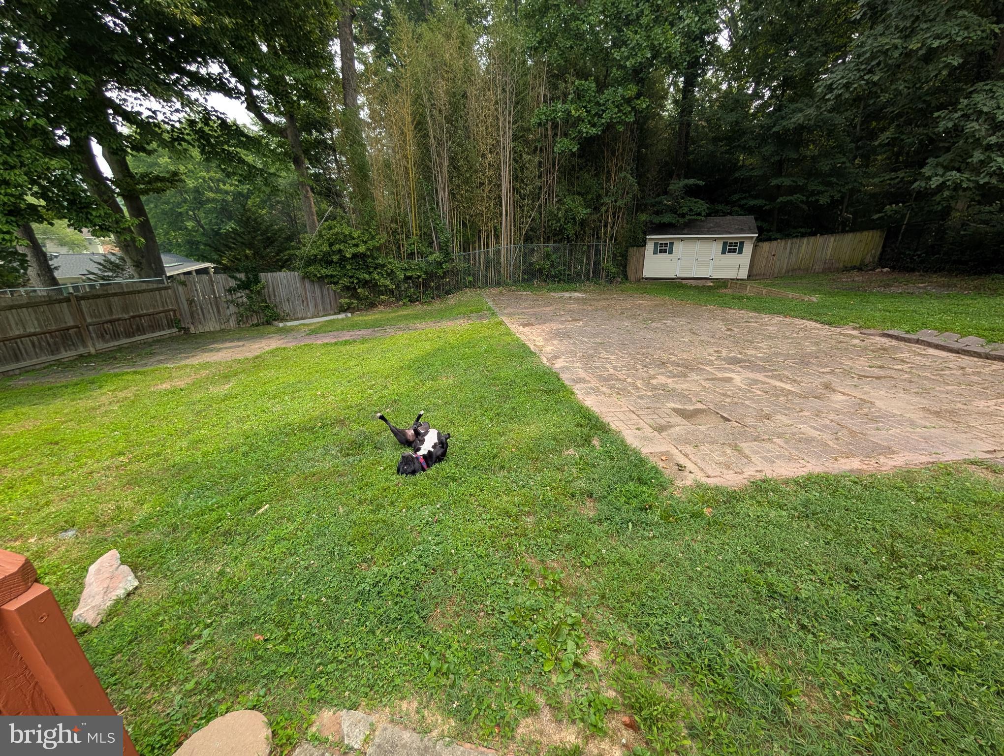 2704 Weller Road Silver Spring, MD 20906 - Photo 35 of 42 Happy dog loves the garden!