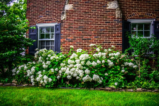 1237 Clover Street Brighton, NY 14610 - Photo 44 of 50 Perennial plantings thrive on the lush grounds.