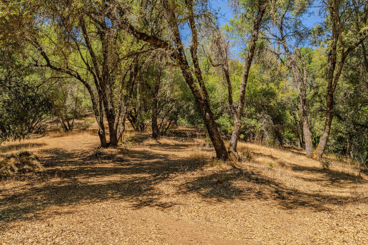 17050 Rams Horn Grade Road Volcano, CA 95689 - Photo 75 of 96 a view of a yard with a tree