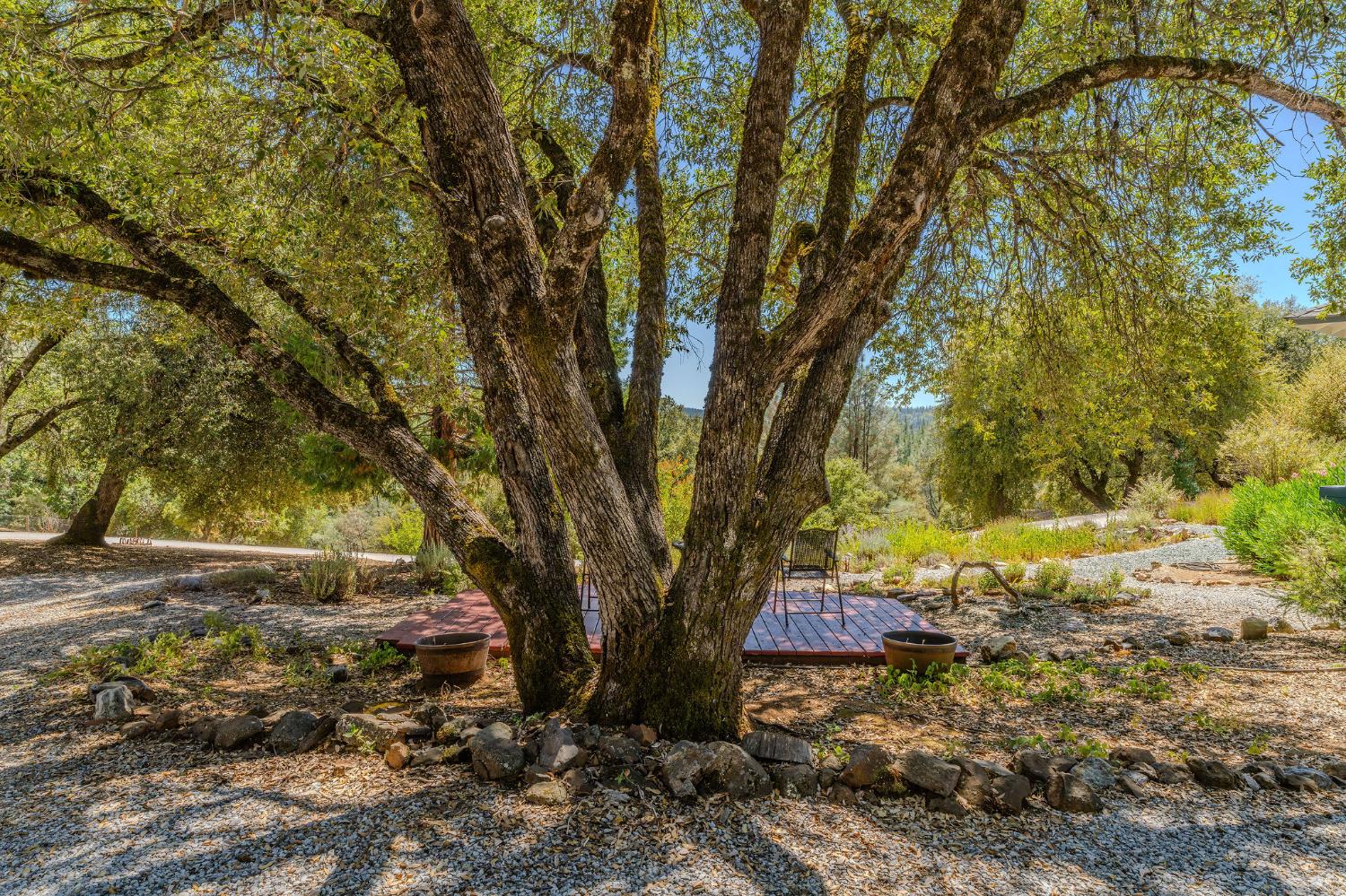 17050 Rams Horn Grade Road Volcano, CA 95689 - Photo 78 of 96