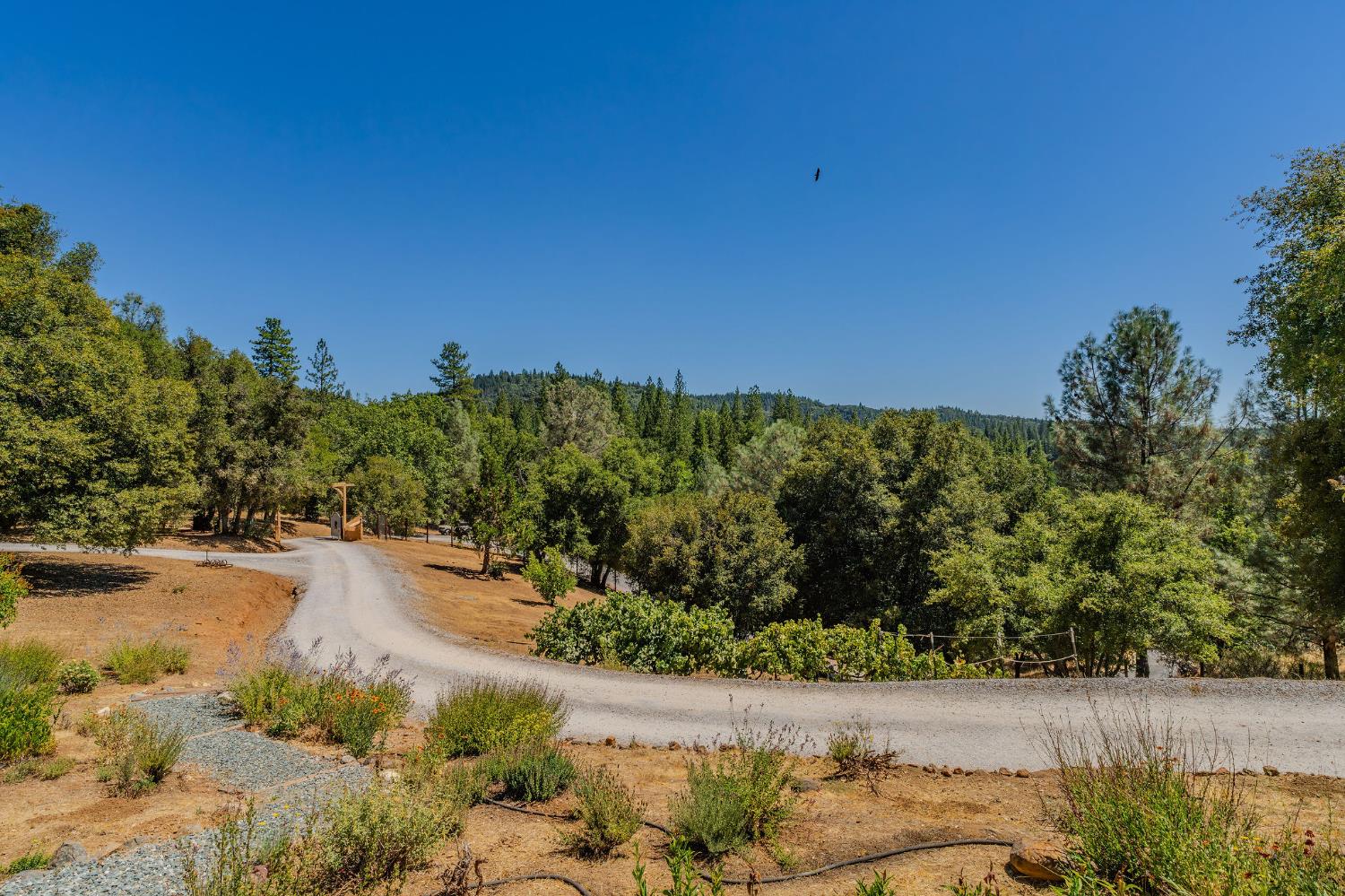 17050 Rams Horn Grade Road Volcano, CA 95689 - Photo 81 of 96 a view of a yard with wooden fence