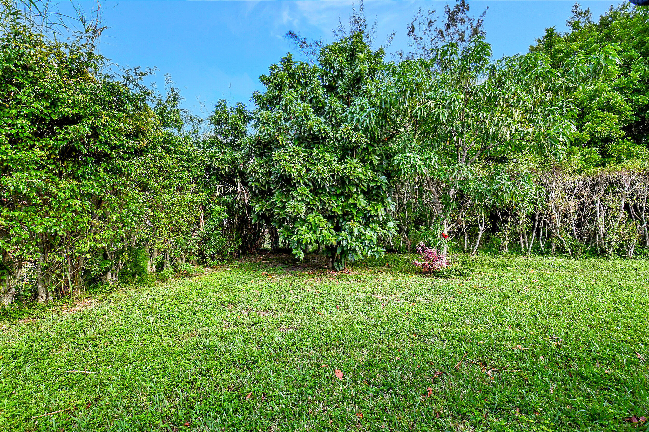 14520 Lucy Drive Delray Beach, FL 33484 - Photo 14 of 63 a green field with lots of bushes