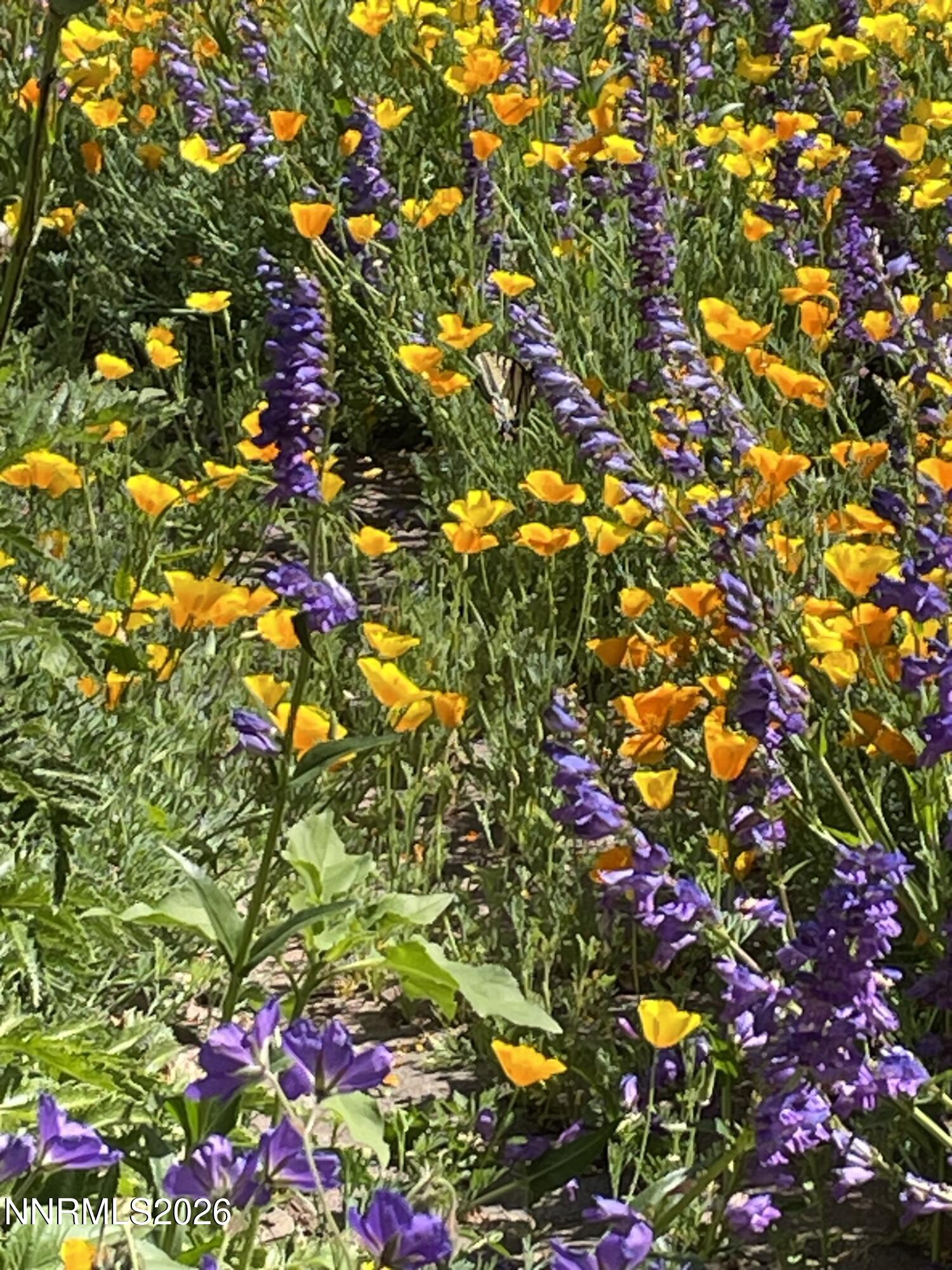 8560 Sirius Court Reno, NV 89506 - Photo 34 of 42 IMG_9616