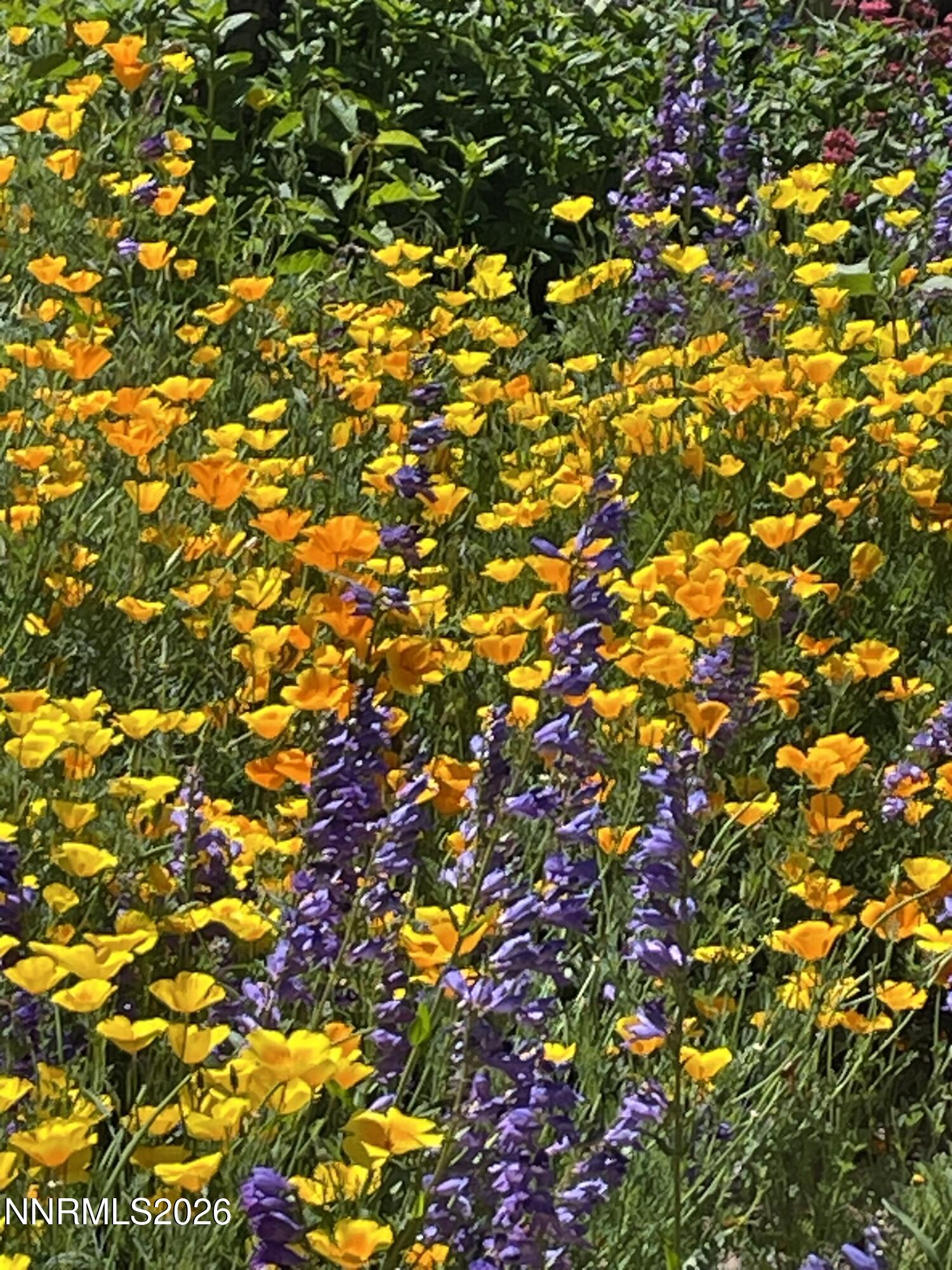 8560 Sirius Court Reno, NV 89506 - Photo 35 of 42 IMG_9632