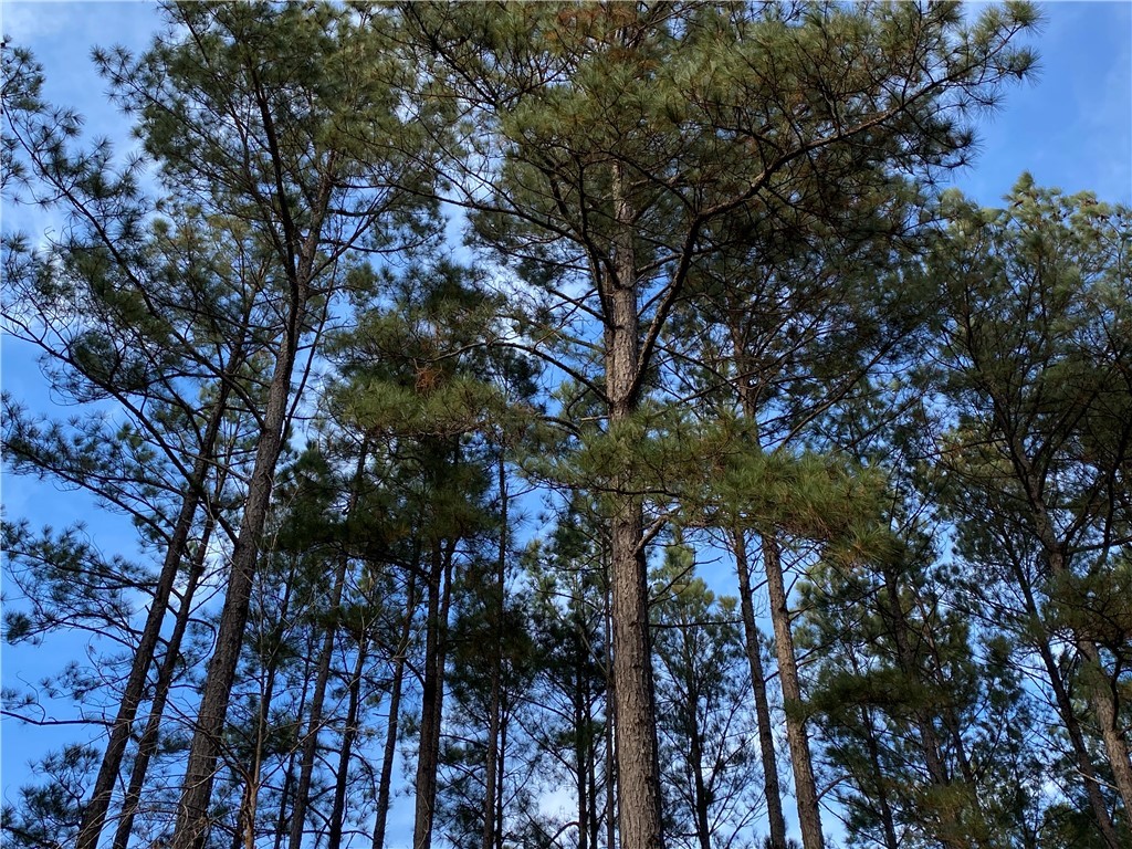632 Top Ridge Drive Sunset, SC 29685 - Photo 12 of 20 Beautiful tall pines