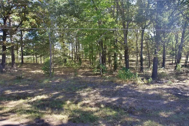 a view of a forest with trees