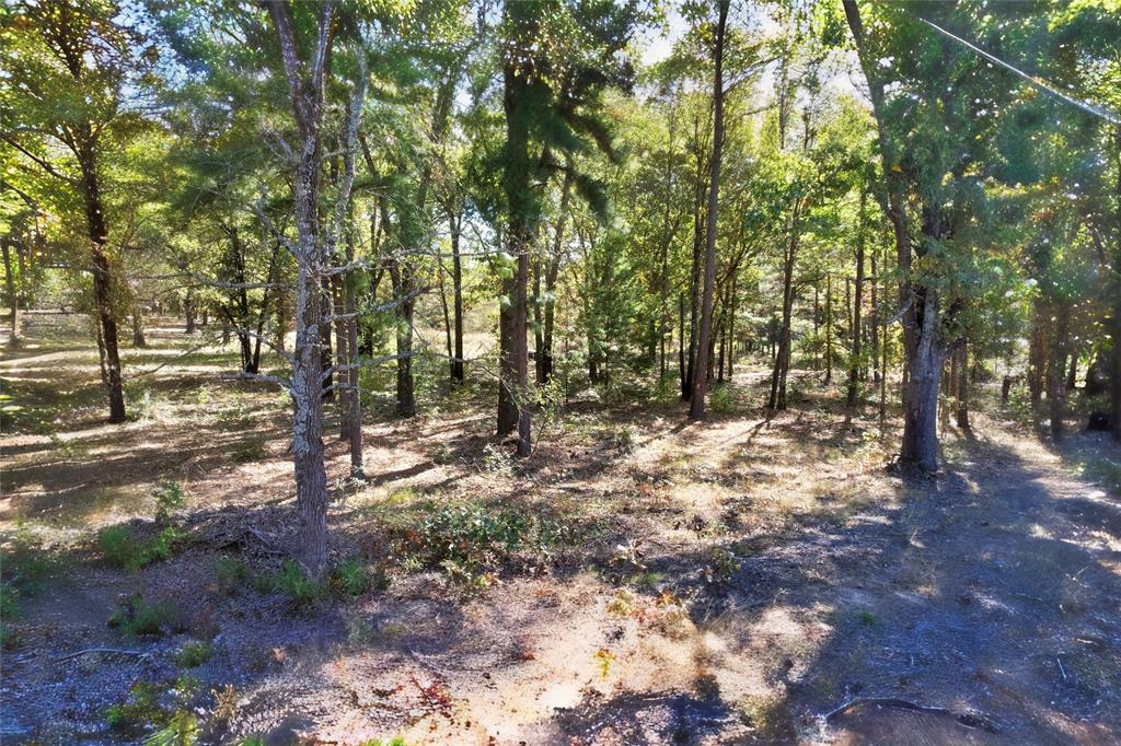 7559 Highway 69 Alba, TX 75410 - Photo 13 of 25 a view of a forest with trees
