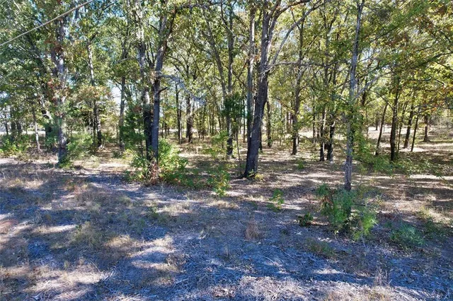 a view of a forest filled with trees
