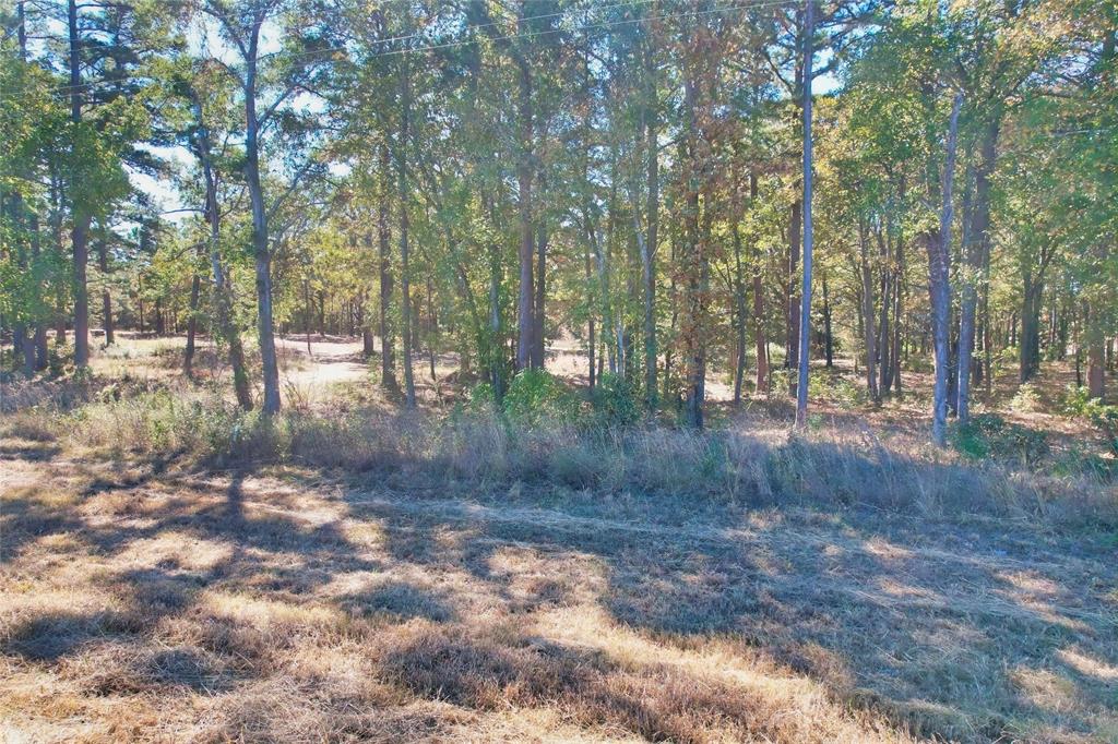 7559 Highway 69 Alba, TX 75410 - Photo 16 of 25 a view of a forest filled with trees