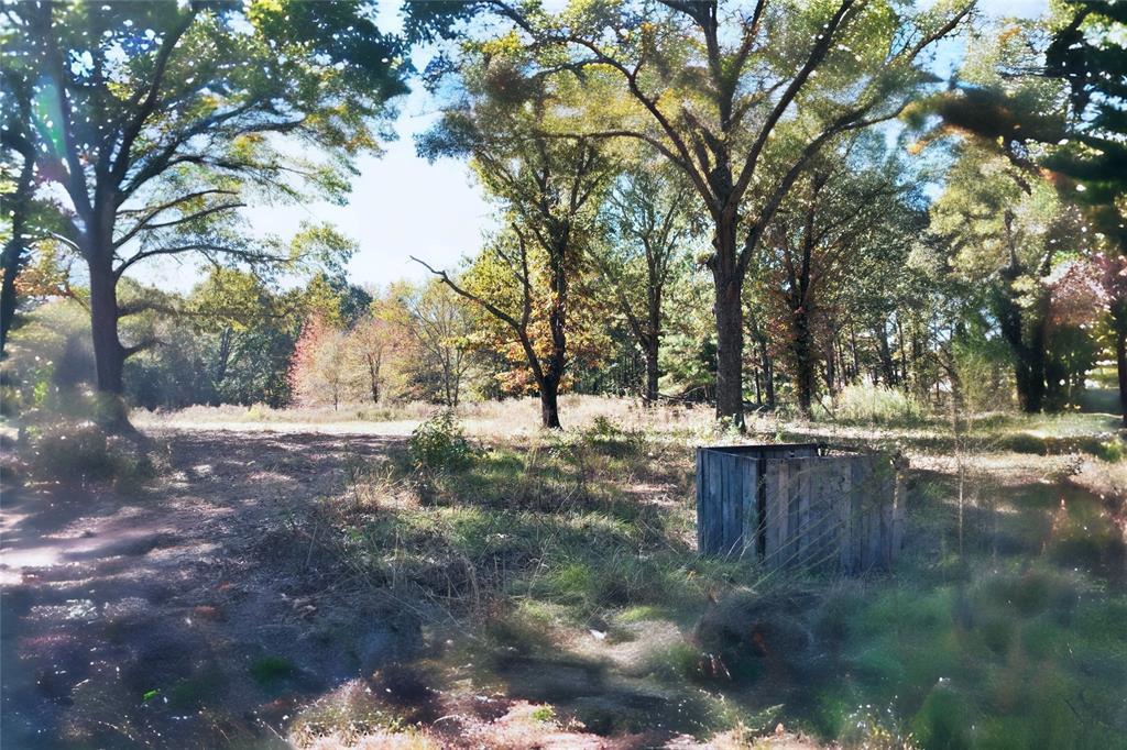 7559 Highway 69 Alba, TX 75410 - Photo 20 of 25 a view of yard covered with trees