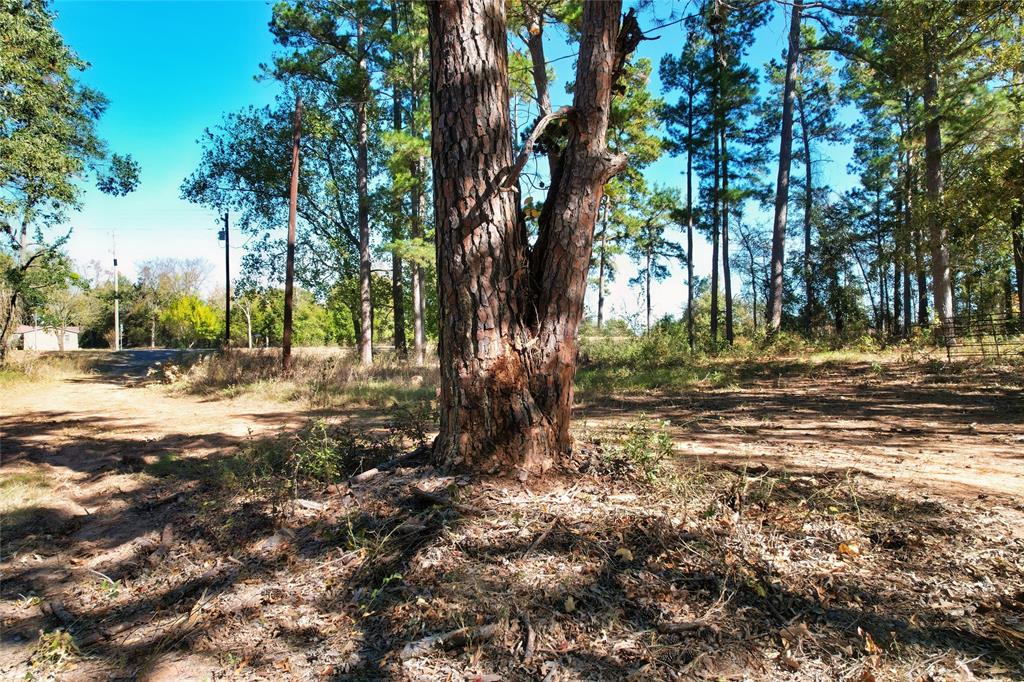 7559 Highway 69 Alba, TX 75410 - Photo 6 of 25 a view of outdoor space with trees