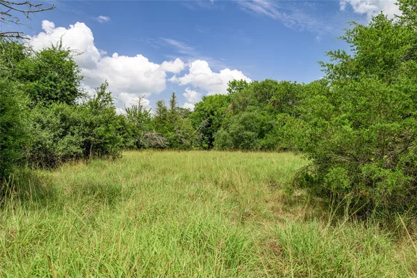 a view of a big yard with plants and large trees