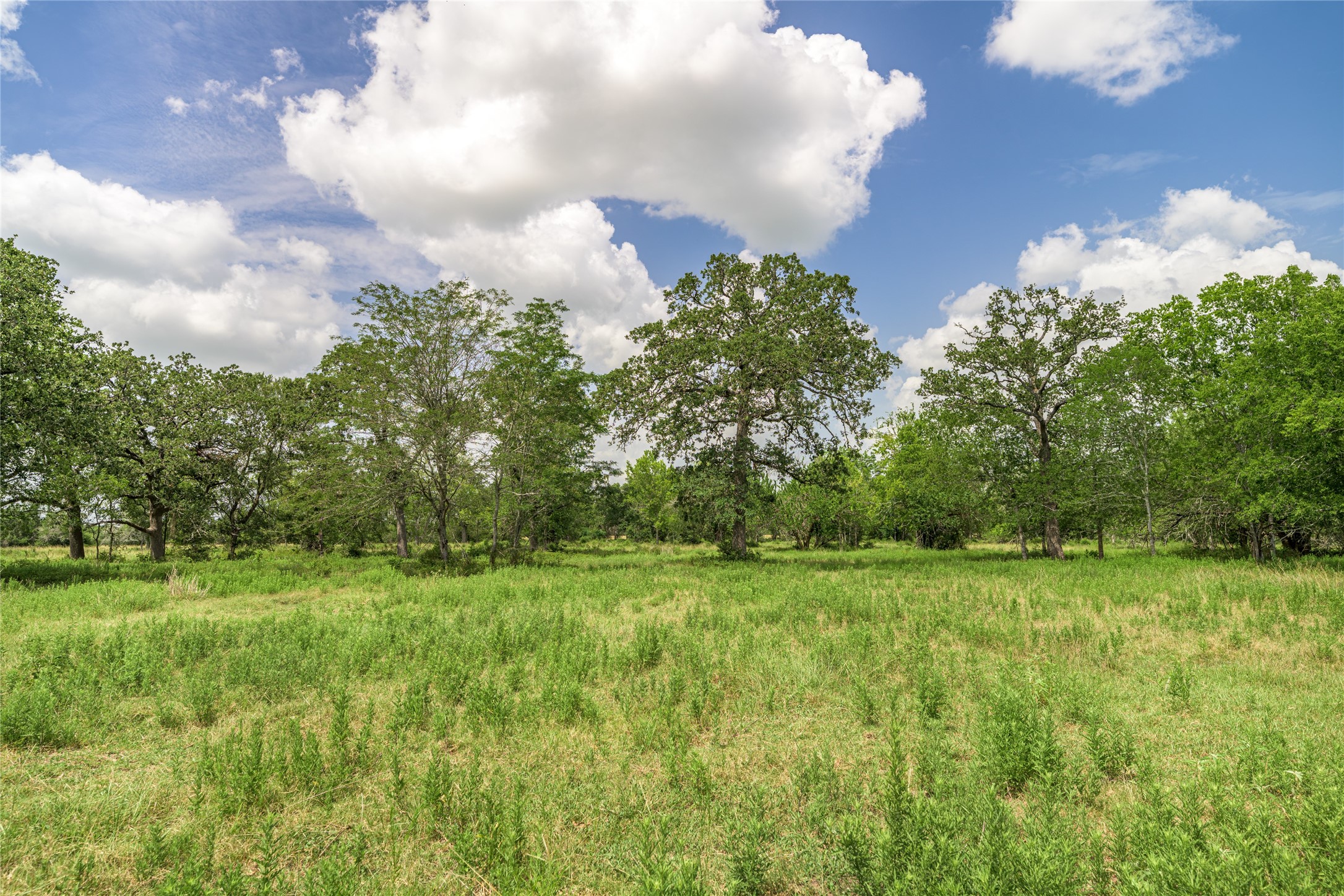 6700 Walhalla Road Round Top, TX 78954 - Photo 13 of 17 a view of a big yard with plants and large trees
