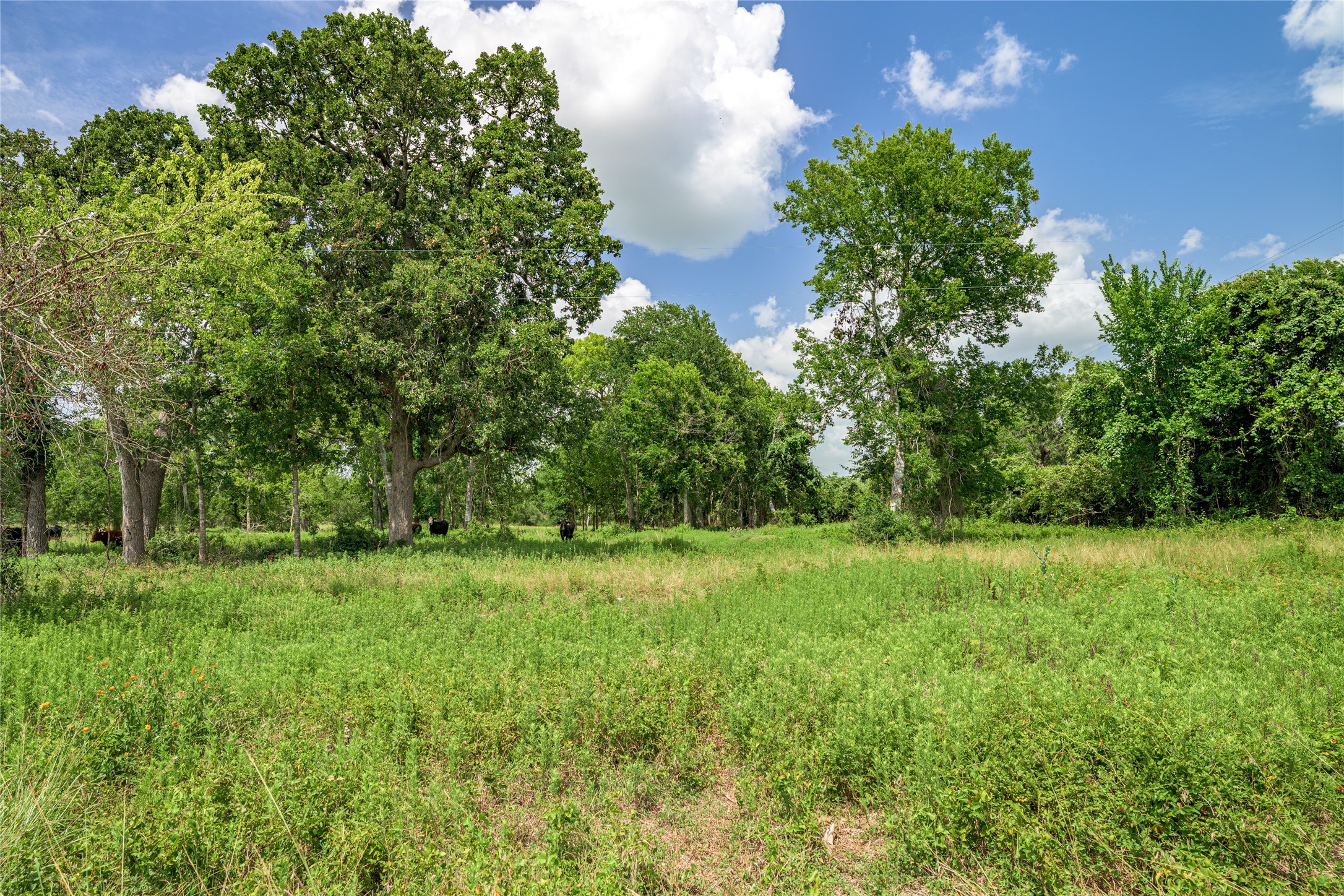 6700 Walhalla Road Round Top, TX 78954 - Photo 14 of 17 a view of a big yard with plants and large trees