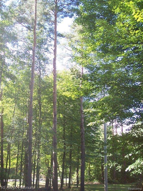 4107 Center Road Linden, MI 48451 - Photo 2 of 40 MATURE FOREST.JPG