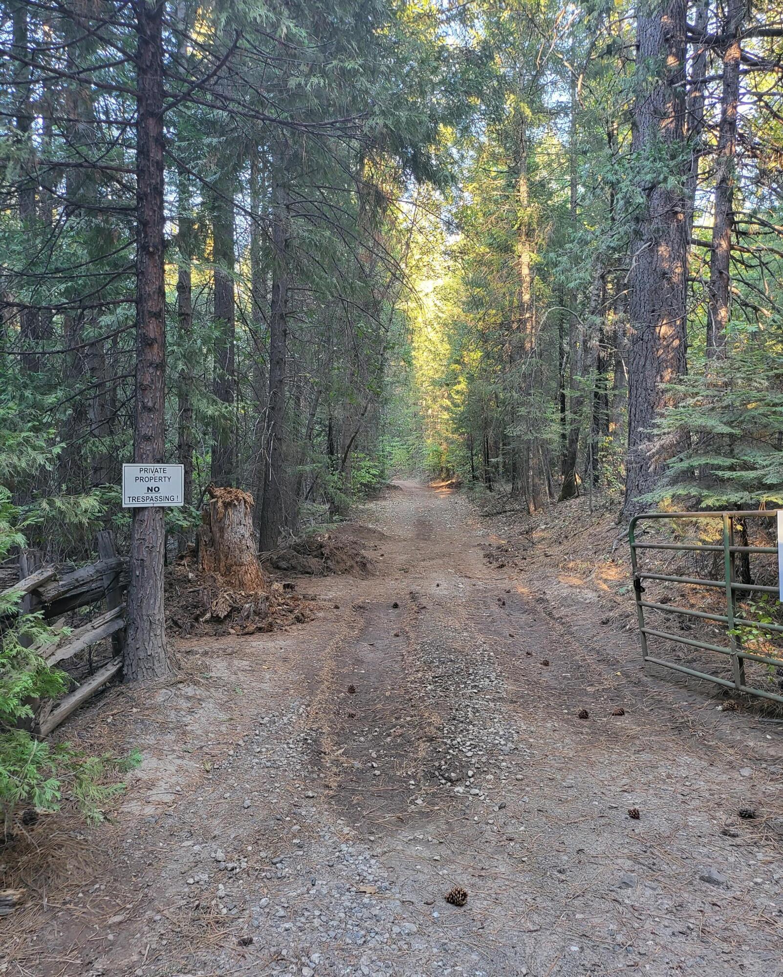 a view of a forest with trees in the background