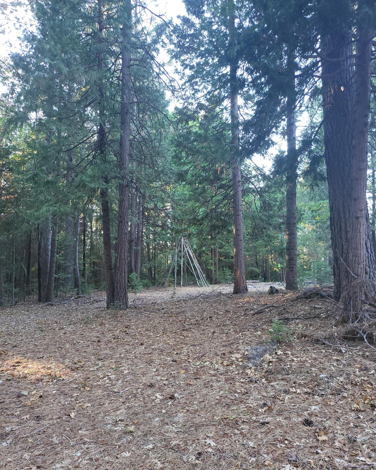 30528 Rl Smith Logging Road Oak Run, CA 96069 - Photo 19 of 22 a backyard of a house with lots of green space