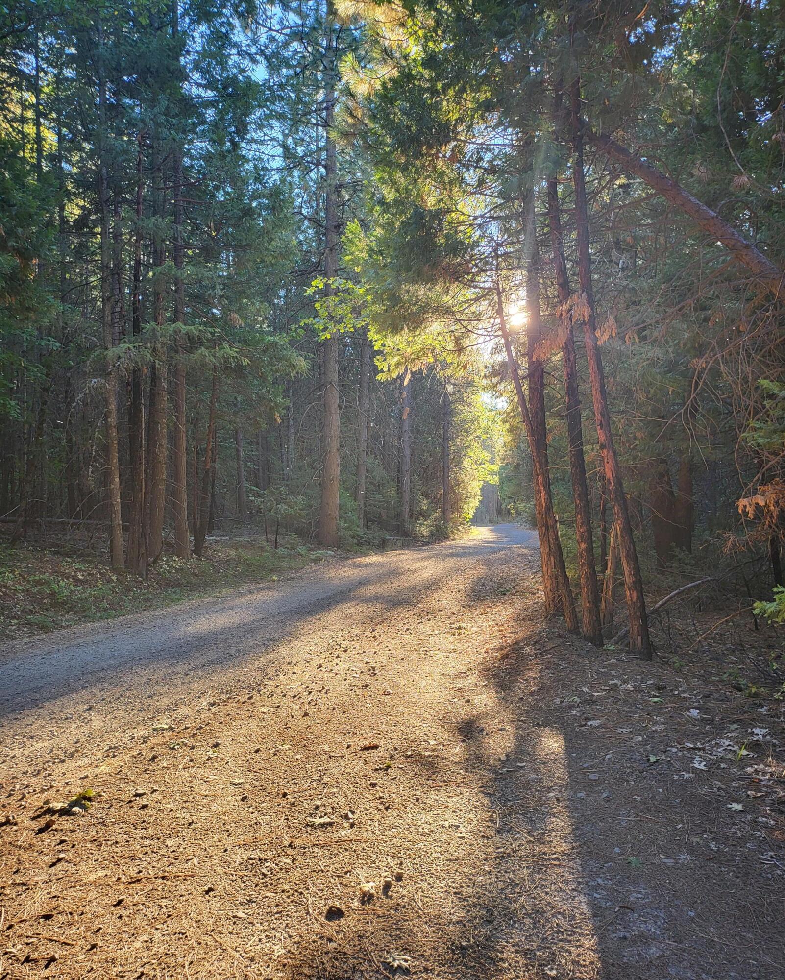 30528 Rl Smith Logging Road Oak Run, CA 96069 - Photo 2 of 22 a view of a yard with trees