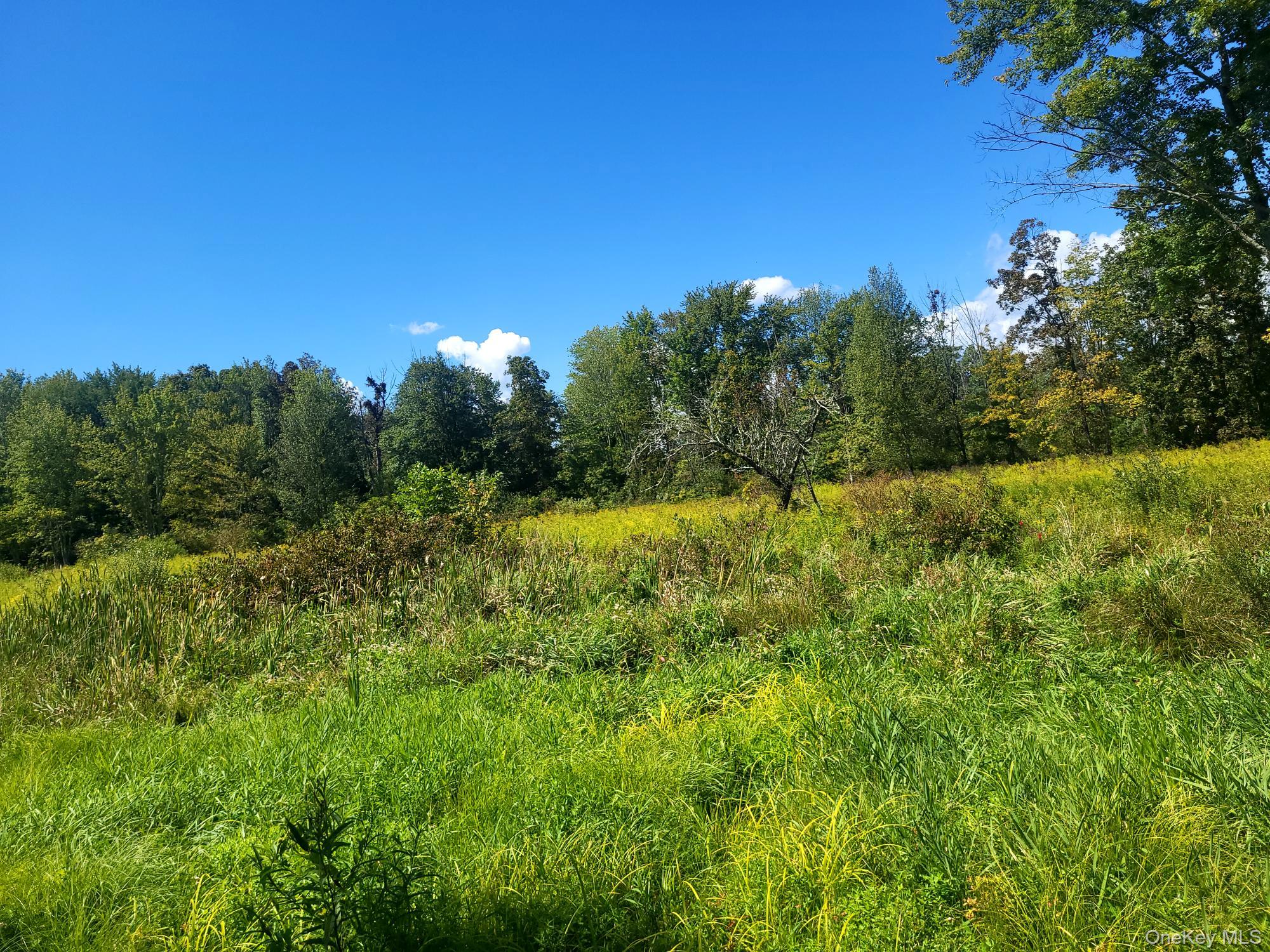 328 Bloomingburg Road Middletown, NY 10940 - Photo 10 of 10 a view of a big yard with large trees