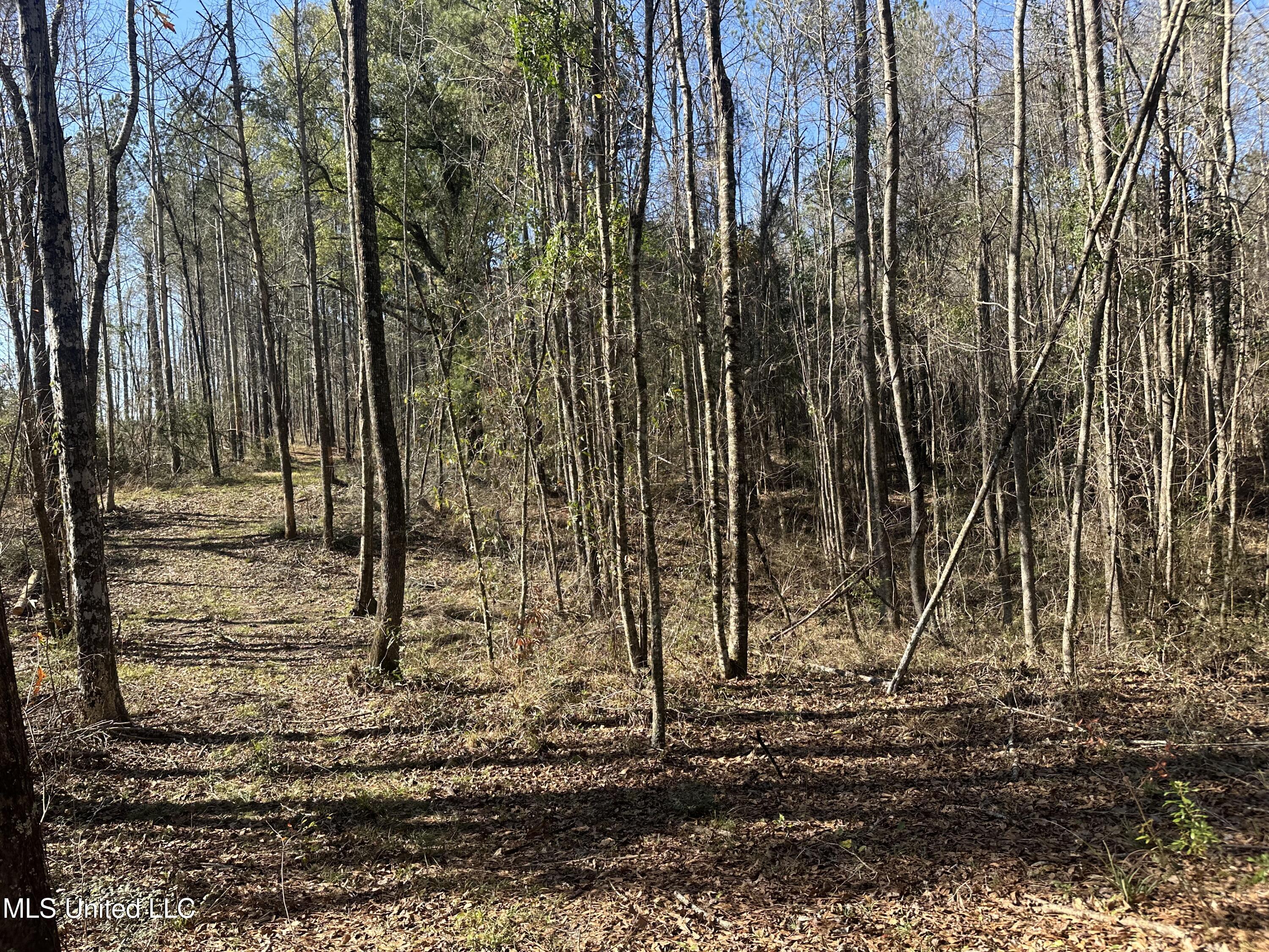 0 Crooked Creek Road Silver Creek, MS 39663 - Photo 11 of 14 Photo Jan 16 2026, 1 22 16 PM